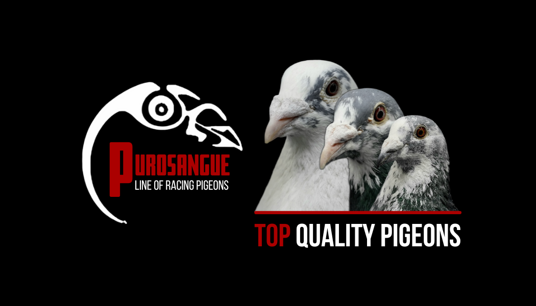 Purosangue Racing Pigeons